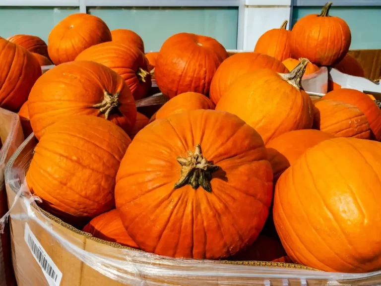 Health Benefits Of Eating Pumpkin